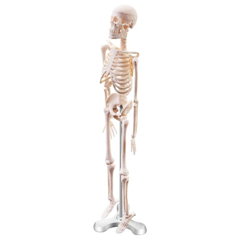 45 см Анатомическая модел на скелета на човека, на потребителя, ръководство, Анатомическая модел на Скелета на човека